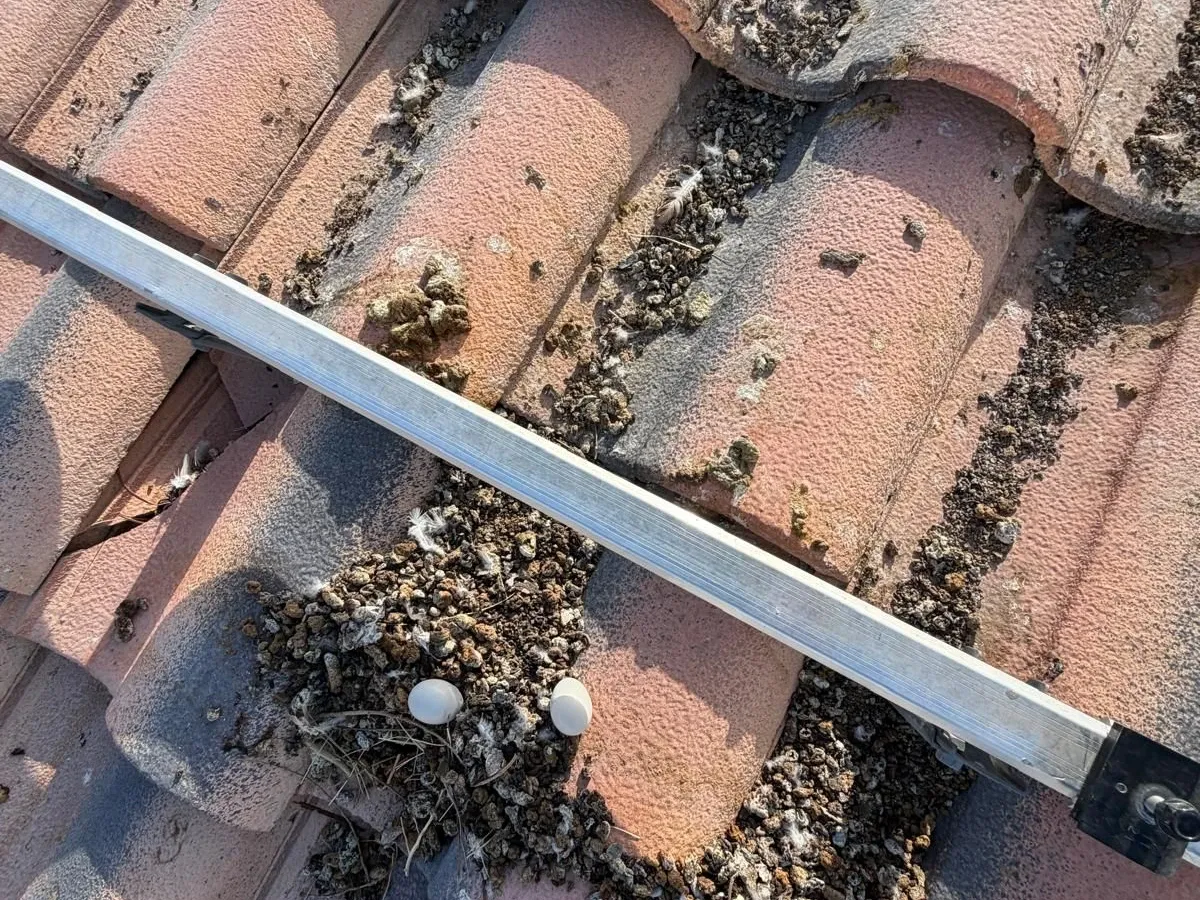 Close-up of eggs and droppings built up along a solar panel mounting rail
