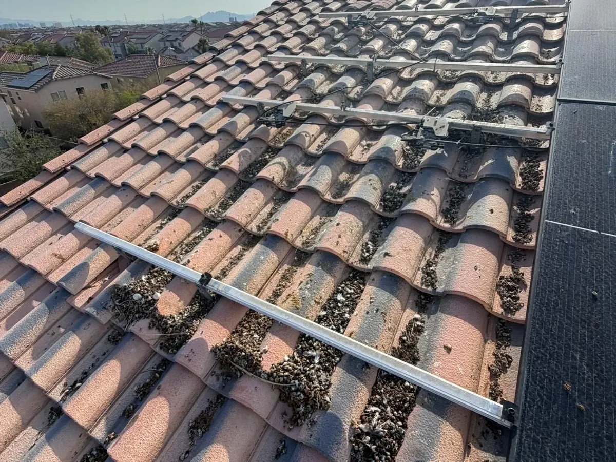 Before — Droppings and debris cleared from the tiles
